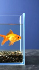 Goldfish in a square glass aquarium against a blue backdrop