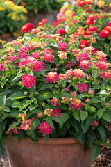 Display of brightly variously coloured Lantana Camara flowers in terracotta ceramic pots, photographed in late summer at Wisley Garden, Woking, Surrey UK.