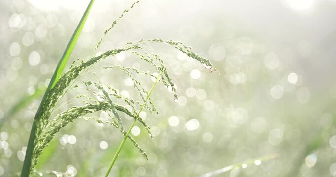 Nature background concept, bokeh created by dew drops and grass in the morning.