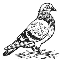 Fototapeta premium Stylized Black and White Pigeon Illustration.