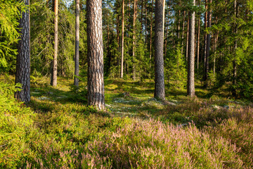 Forest with fresh blooming heathers in early September on a sunny day in Latvia