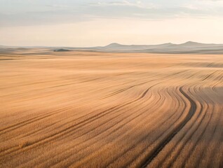 Vast Golden Wheat Field with Curved Rows Under Soft Sunlight and Distant Hills Landscape