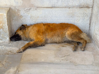 Stray dog sleeping on stone floor near building wall in shaded corner. Urban animal life, rest, and...