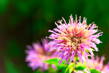 Obraz premium In summer, the beautiful American mint flowers in the garden are blooming