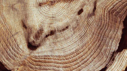 Natural wooden background, close up wood annual rings form. Top view of cross section of juniper...