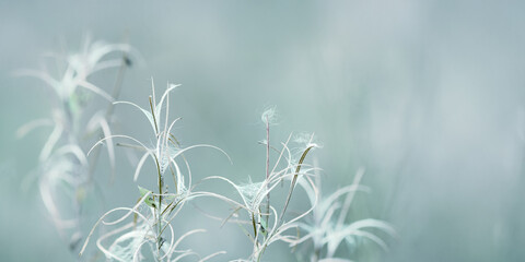 Abstract botanical banner, wild grass with seeds in autumn, meadow herb, field flower. Minimal Aesthetic natural autumn texture, delicate curled stems, blue gray fall blur background with copy space.