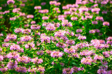 In summer, the beautiful American mint flowers in the garden are blooming