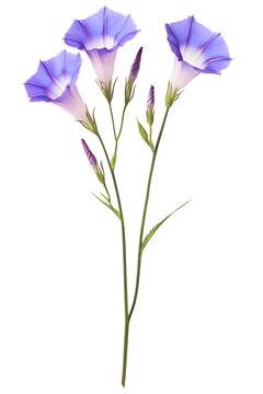 Fototapeta Three Purple Morning Glory Flowers Isolated on White Background