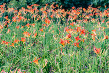 The big flower in the garden, the Xuancao, is blooming