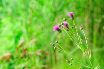 The thistle flowers blooming in the roadside fields, the beauty of nature