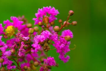 The beautiful wisteria flowers are blooming in competition, showcasing the beauty of nature