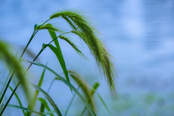 Water plants by the river, various types of vegetation, showcasing the beauty of nature, outdoor photography