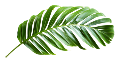 Single Monstera Leaf Isolated on Transparent Background for Botanical Illustrations