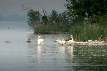 pelicans on rocks with a turtle