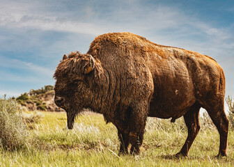 Bison Buffalo on the prairie © Merrilee