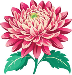 Pink and white chrysanthemum isolated on transparent background