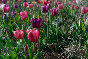 Bright colorful tulips grow in the garden in spring. Selected focus, horizontal image.