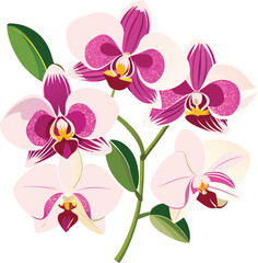 Orchid flower vector illustration