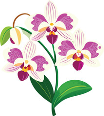 Orchid flowers isolated on transparent background