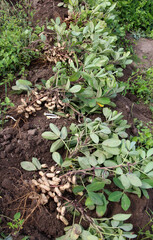 Freshly dug peanut bush with fruits