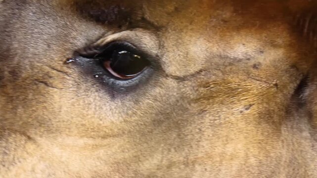 Very close up of an okapi eye looking around on a cloudy day