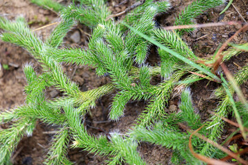 The shade-tolerant plant Lycopodium clavatum grows in nature
