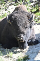 Fototapeta premium Buffalo