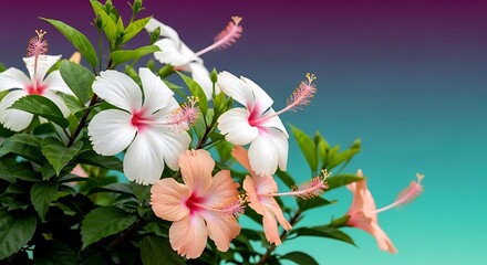 Hibiscus flower with white and peach petals, a tropical and vibrant floral display