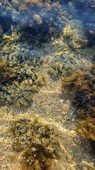 Underwater scene with clear water revealing sandy bottom and various seaweed types. Concept of marine life and ecosystem preservation.