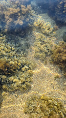 Underwater scene with various sea plants and rocks. Clear water reveals a sandy bottom. Concept of marine life and ecosystem.