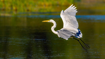 Great white egret, Ardea alba, takes flight in a wetland at Harbor Island in Grand Haven, Michigan
