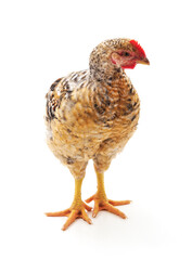 One brown chicken.