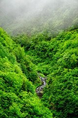 Stuning forest and river views of Karadeniz Black Sea region of Northern Turkey Camlihemsin Cat Village in Rize Turkey