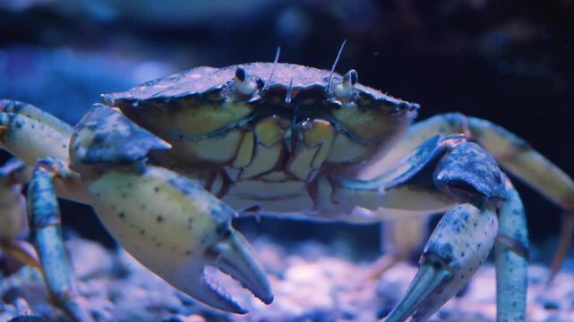 Close up of a blue crab from the front view walking to the side underwater.