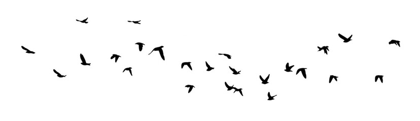 Flying birds silhouette flock. hand drawing. Not AI. Vector illustration.