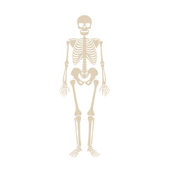 Beige human skeleton standing bones anatomy