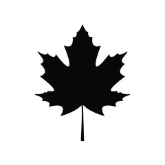 Black maple leaf silhouette white nature