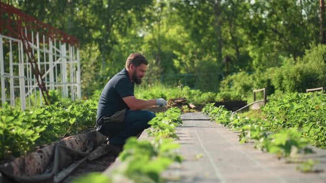 Side view farmer in outdoor garden wipes sweat from head then resumes tending crops, crouching between green rows on sunny day, focused manual work, agriculture labor