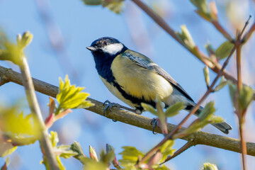 Great Tit On A Branch - _S5A5028