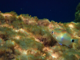 Ocean blue underwater with sunrays, Underwater Sea Deep Water Abstract Sunshine, sea wave , clean waters in summer time, Natural underwater seascape, sand on ocean floor and water surface with sunligh