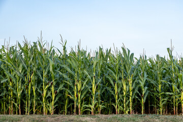 Corn crops growing on the Isle of Wight, on a summer's evening