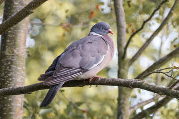 Woodpigeon On Branch - 241A4715