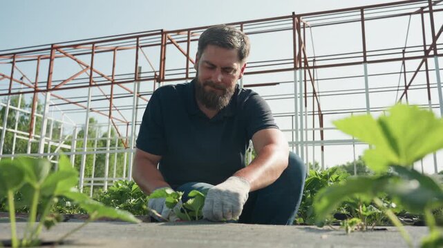 Young gardener in gloves working with strawberry plants under greenhouse frame, crouching on weed barrier bed in sunshine, gently lifting bag and using trowel for weeding