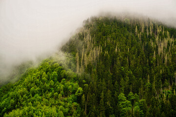 Stuning forest and river views of Karadeniz Black Sea region of Northern Turkey Camlihemsin Cat Village in Rize Turkey