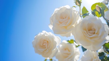 Obraz premium White roses blooming under a clear blue sky, symbolizing purity and springtime.