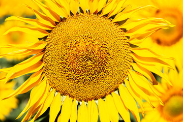 Naklejka premium una sola flor de girasol enorme que cubre toda la foto