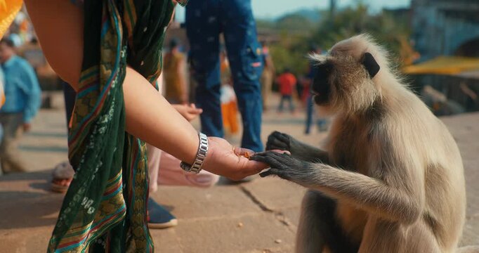 Playful Indian langur monkeys with their troop enjoy together, jumping across trees, eating fruits, and playing in groups in a lively natural habitat