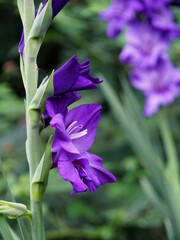 Blooming purple gladiolus against the background of the garden