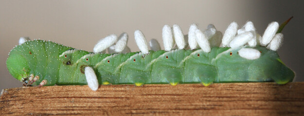 Braconid wasp cocoons on a hornworm caterpillar
