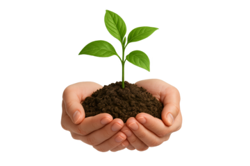 hands holding a plant